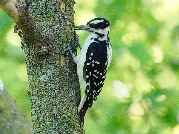 Bird-photos-USA-2022-Hairy-woodpecker-02