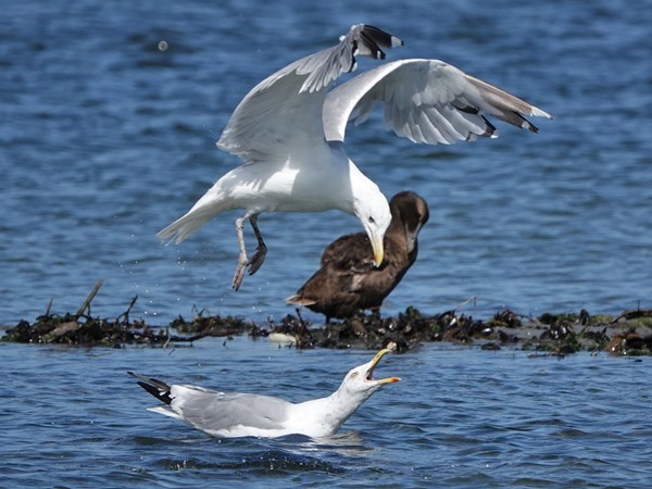 Bird-photos-USA-2022-Herring-gull-01