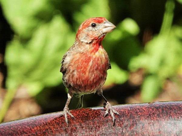 Bird-photos-USA-2022-House-finch-01