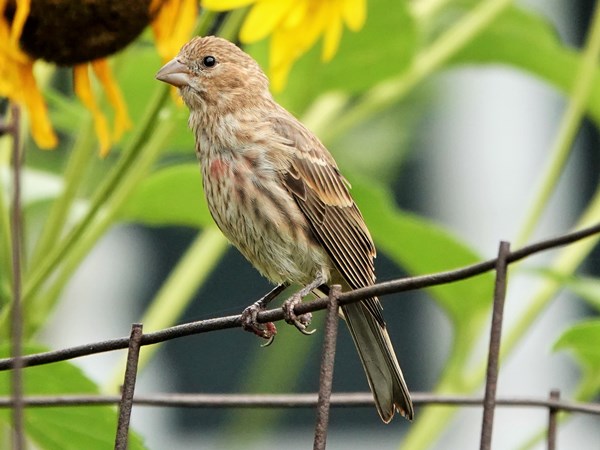 Bird-photos-USA-2022-House-finch-02