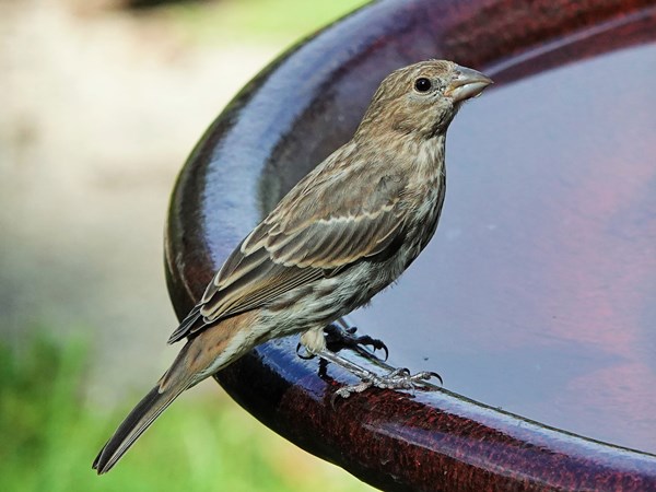 Bird-photos-USA-2022-House-finch-03