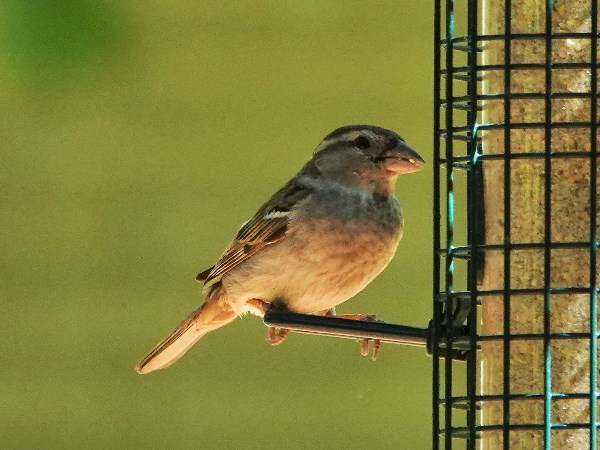 Bird-photos-USA-2022-House-sparrow-01