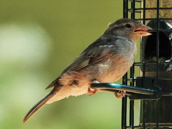 Bird-photos-USA-2022-House-sparrow-02