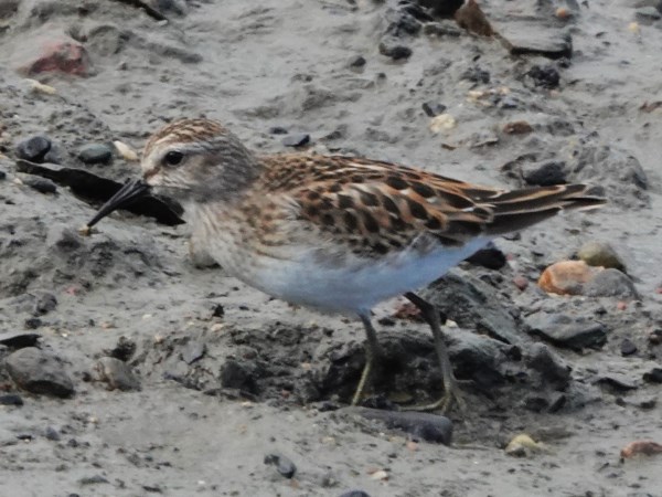 Bird-photos-USA-2022-Least-sandpiper-01