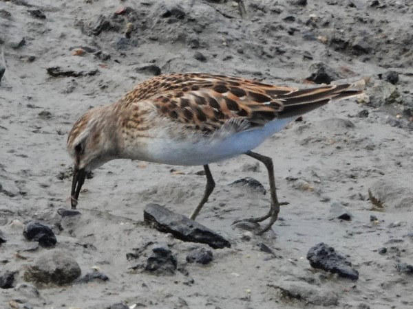 Bird-photos-USA-2022-Least-sandpiper-02