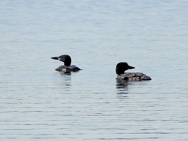 Bird-photos-USA-2022-Loon-01