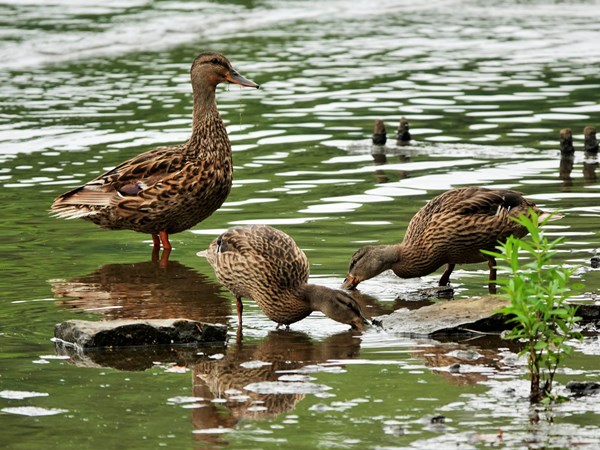 Bird-photos-USA-2022-Mallard-01