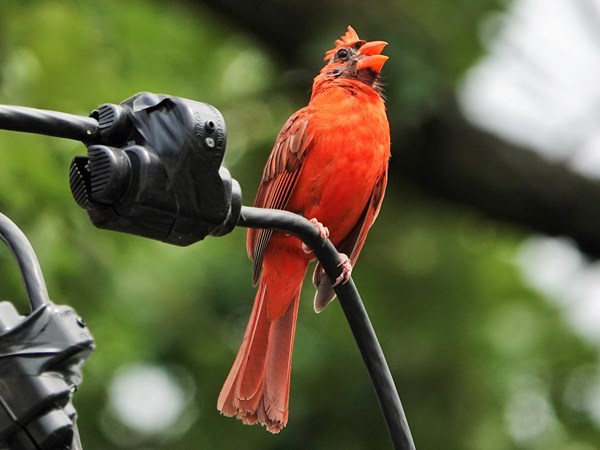 Bird-photos-USA-2022-Northern-cardinal-01
