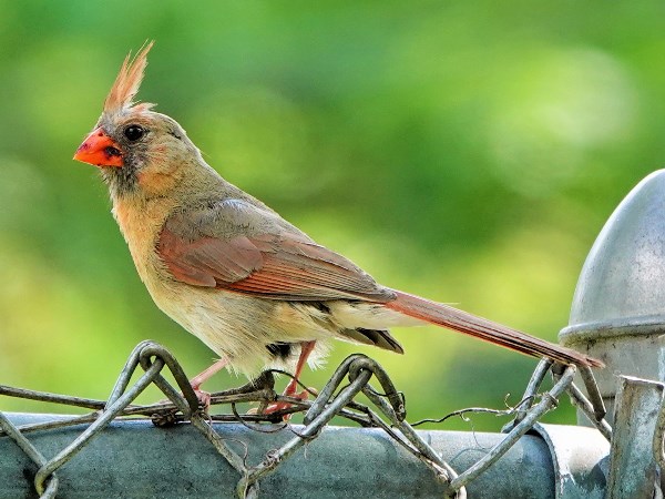 Bird-photos-USA-2022-Northern-cardinal-03