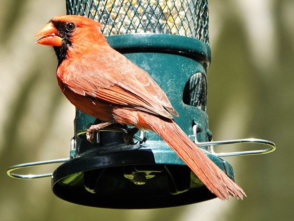 Bird-photos-USA-2022-Northern-cardinal-04