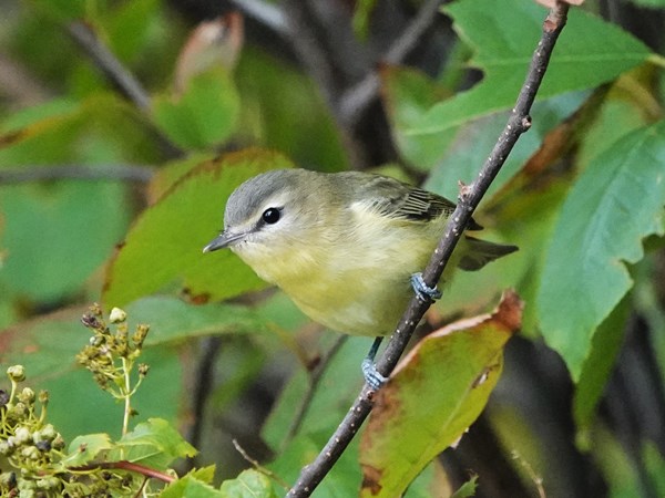 Bird-photos-USA-2022-Philadelphia-vireo-01