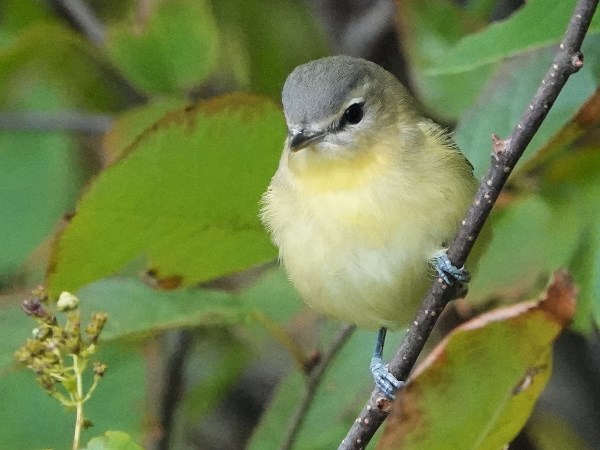 Bird-photos-USA-2022-Philadelphia-vireo-02