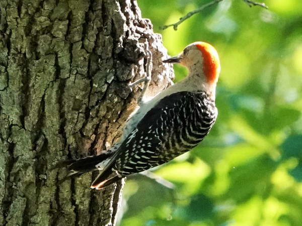Bird-photos-USA-2022-Red-bellied-woodpecker-01