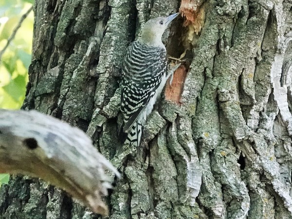 Bird-photos-USA-2022-Red-bellied-woodpecker-03
