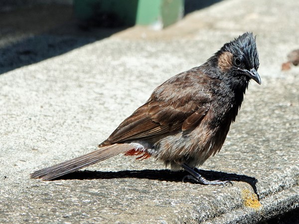 Bird-photos-USA-2022-Red-vented-bulbul-01