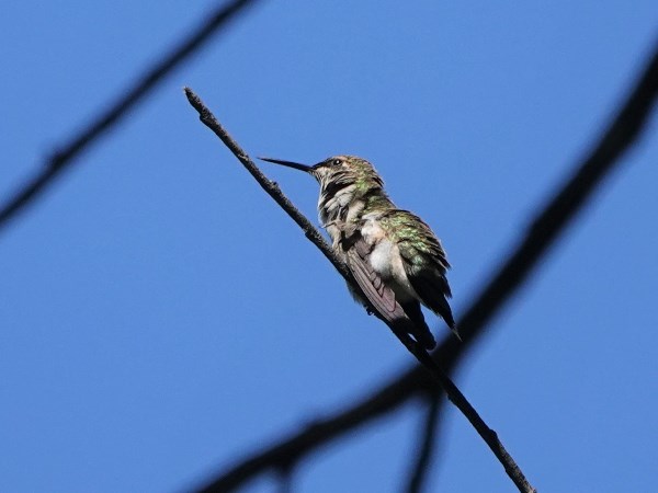 Bird-photos-USA-2022-Ruby-throated-hummingbird-01