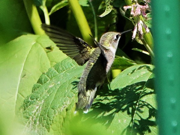 Bird-photos-USA-2022-Ruby-throated-hummingbird-02