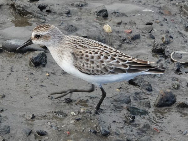 Bird-photos-USA-2022-Semipalmated-sandpiper-01