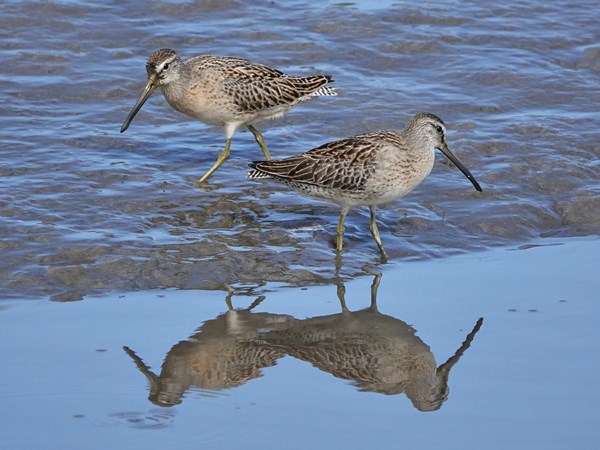 Bird-photos-USA-2022-Short-billed-dowitcher-01