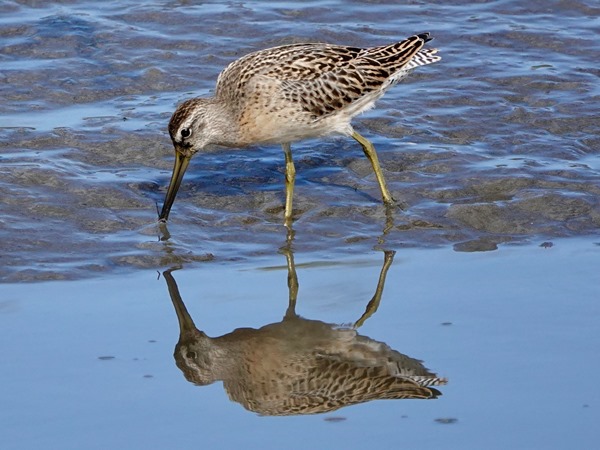 Bird-photos-USA-2022-Short-billed-dowitcher-02
