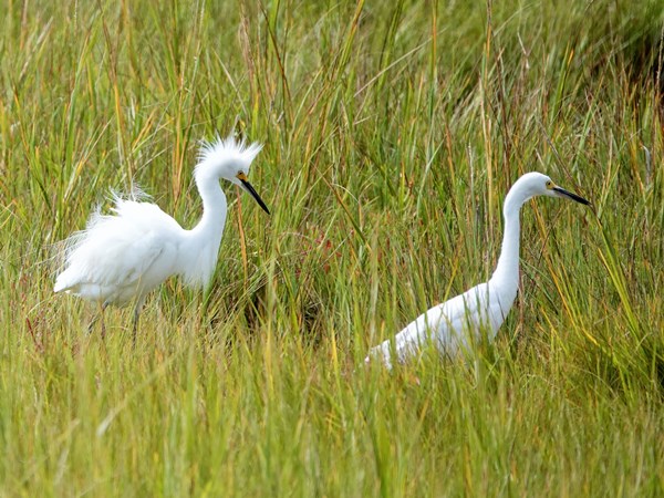 Bird-photos-USA-2022-Snowy-egret-01