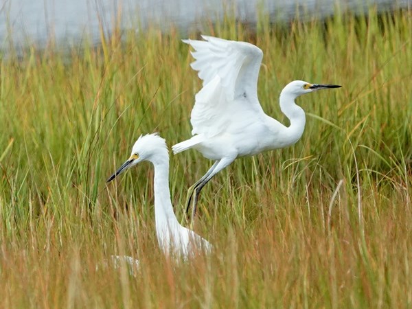 Bird-photos-USA-2022-Snowy-egret-02