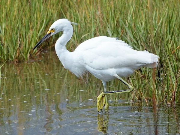 Bird-photos-USA-2022-Snowy-egret-03