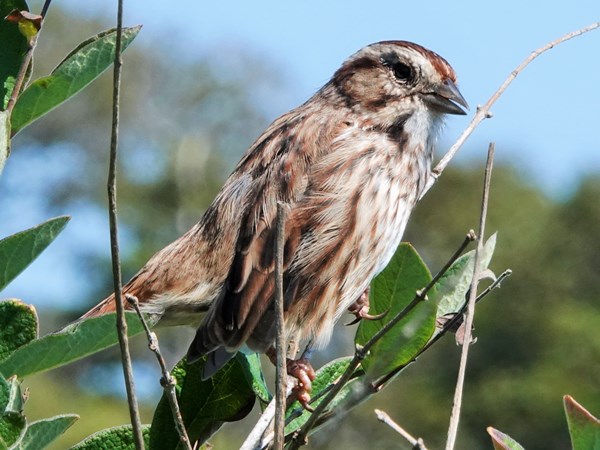 Bird-photos-USA-2022-Song-sparrow-01