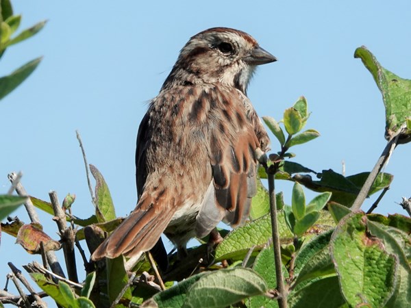 Bird-photos-USA-2022-Song-sparrow-02