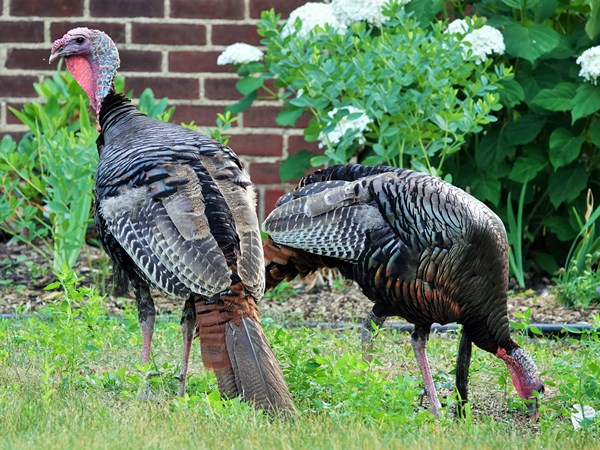 Bird-photos-USA-2022-Turkey-01