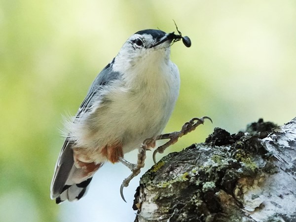 Bird-photos-USA-2022-White-breasted-nuthatch-01