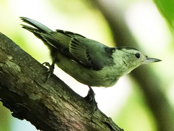 Bird-photos-USA-2022-White-breasted-nuthatch-02