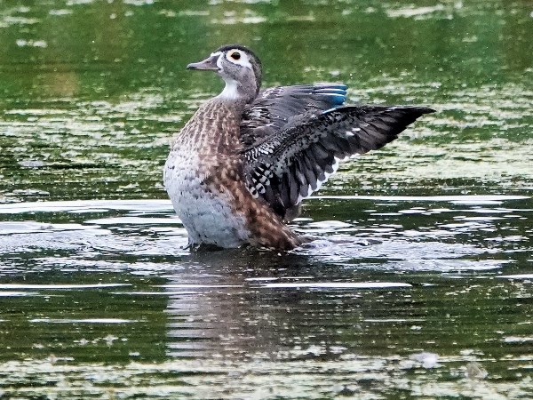 Bird-photos-USA-2022-Wood-duck-03
