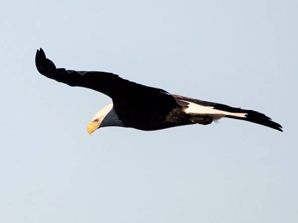 Bald eagle 07
