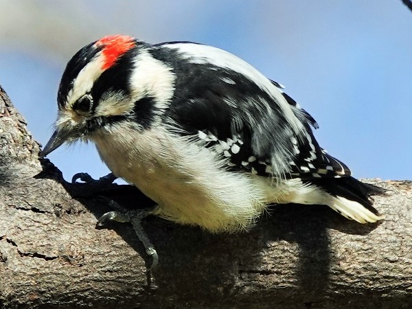 Downy woodpecker 05