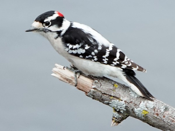 Downy woodpecker 06