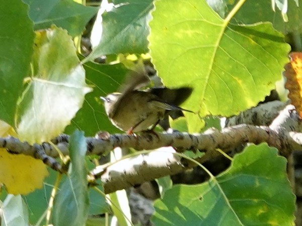 Golden-crowned kinglet 01
