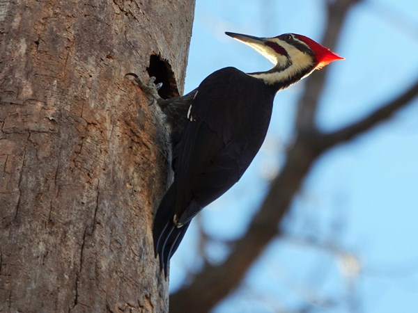 Pileated woodpecker 04