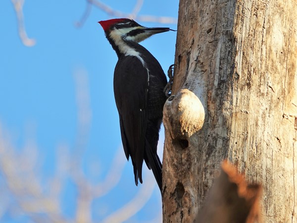 Pileated woodpecker 05