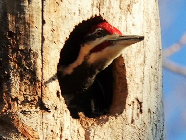 Pileated woodpecker 06
