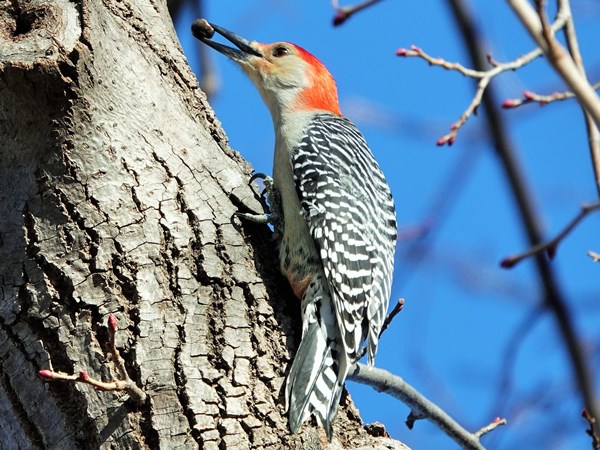 Red-bellied woodpecker 04