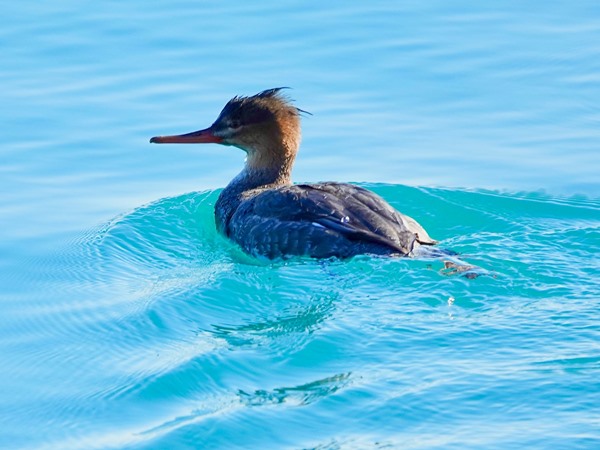 Red-breasted merganser 01