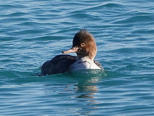 Red-breasted merganser 02