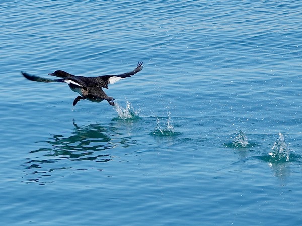 Red-breasted merganser 03