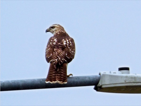 Red-tailed hawk 05
