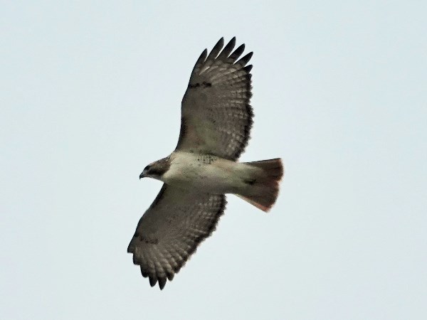 Red-tailed hawk 06