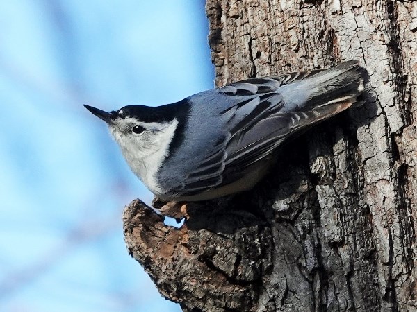 White-breasted nuthatch 04
