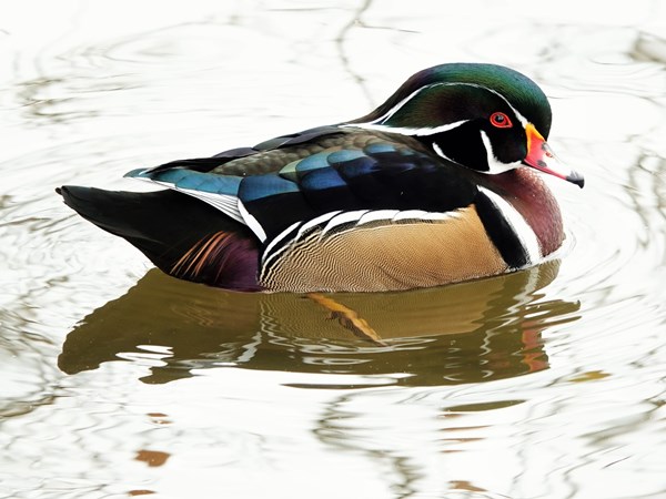 Wood duck 04