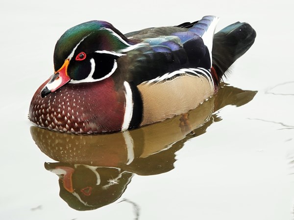Wood duck 05