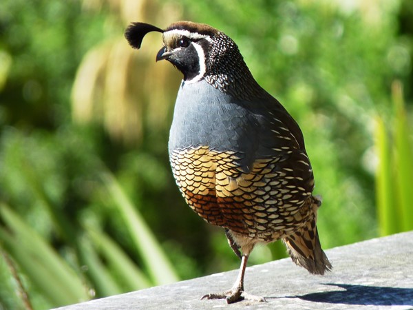 Bird photos quail 01